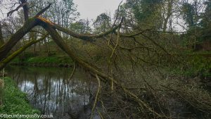A broken tree