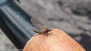 Large Dark Olive Cripple