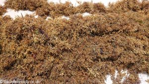 Sargassum on the shore