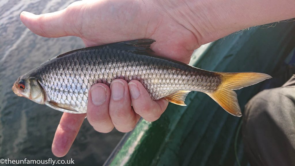 A roach from Lake of Menteith