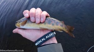 Wild Brown trout from the hills.