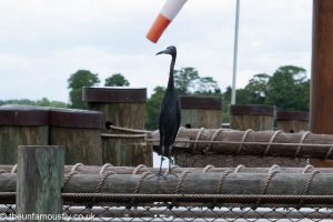 Blue Heron