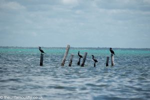 Lots of Cormorants