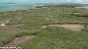 The mangrove area