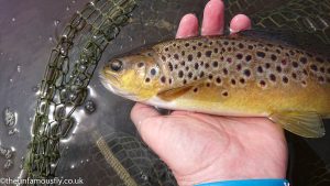 Brown Trout