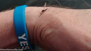 Aquatic flies at Pendreich