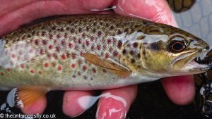 Wild Brown Trout