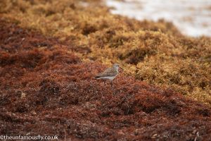 Sargassum on a beach