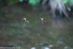 Flies on the water