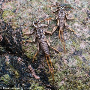 Stonefly nymphal Shucks