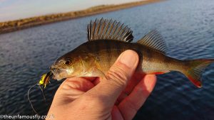 A small Perch