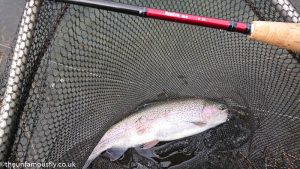 Fish on the 5 weight