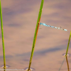 Damselfly