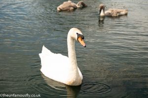 Swan family