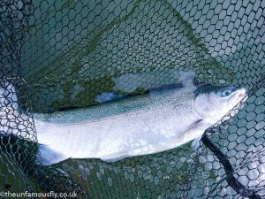 Blue trout