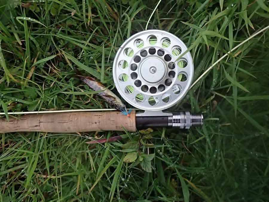 A tiny trout on the Medicine