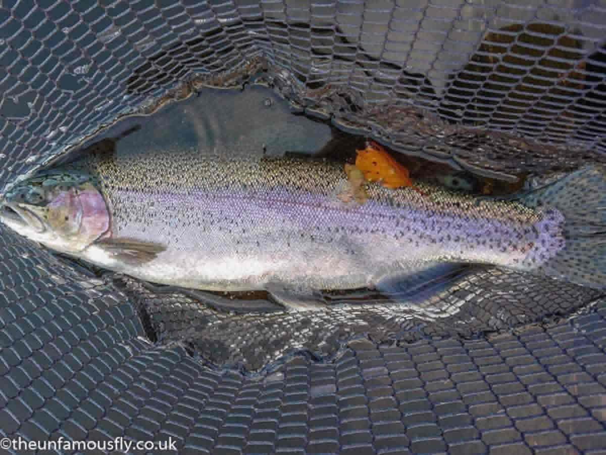 Autumn rainbow, alsot right away after the fly change.