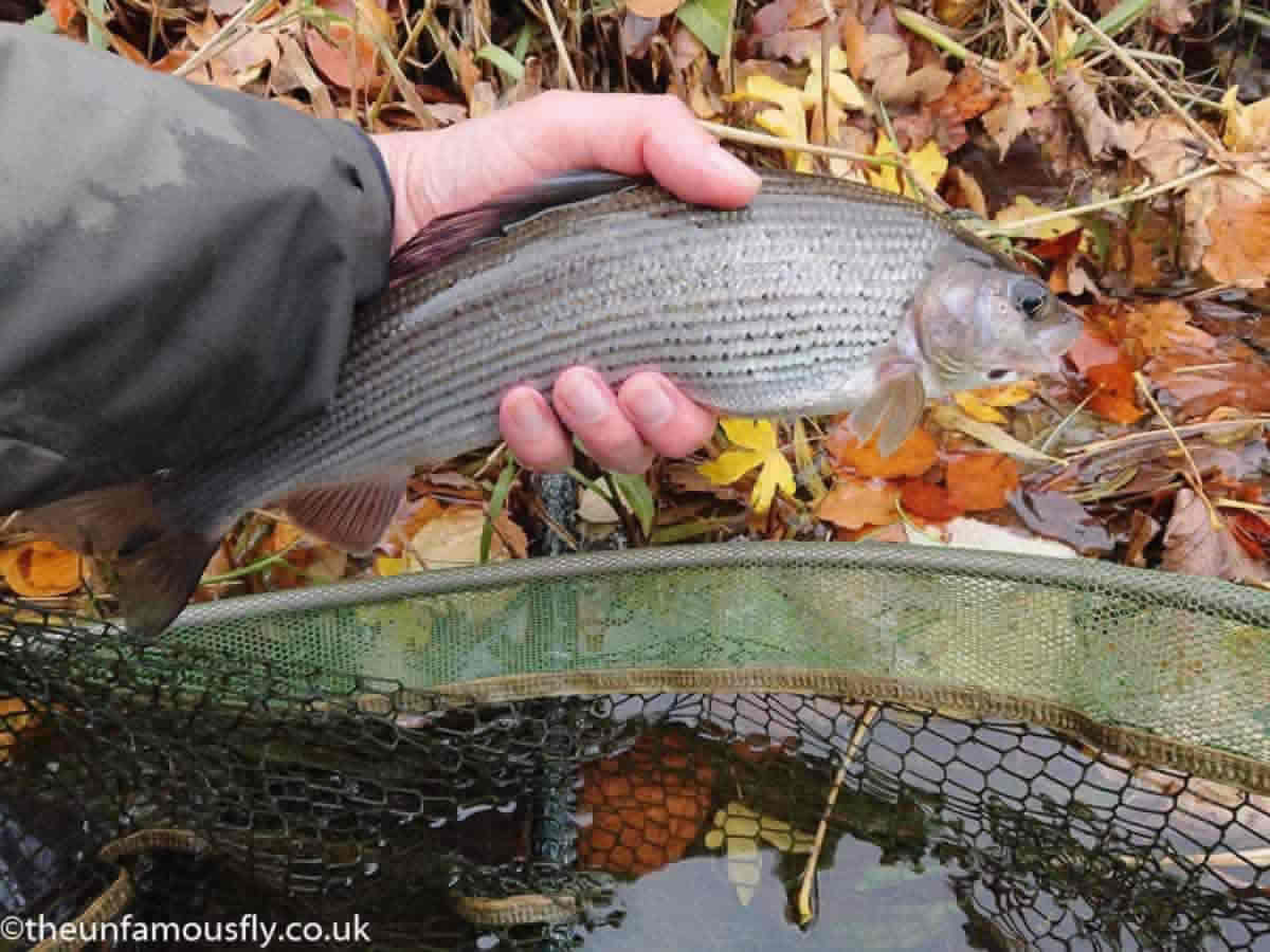 Clyde Grayling on the bugs under a bobber