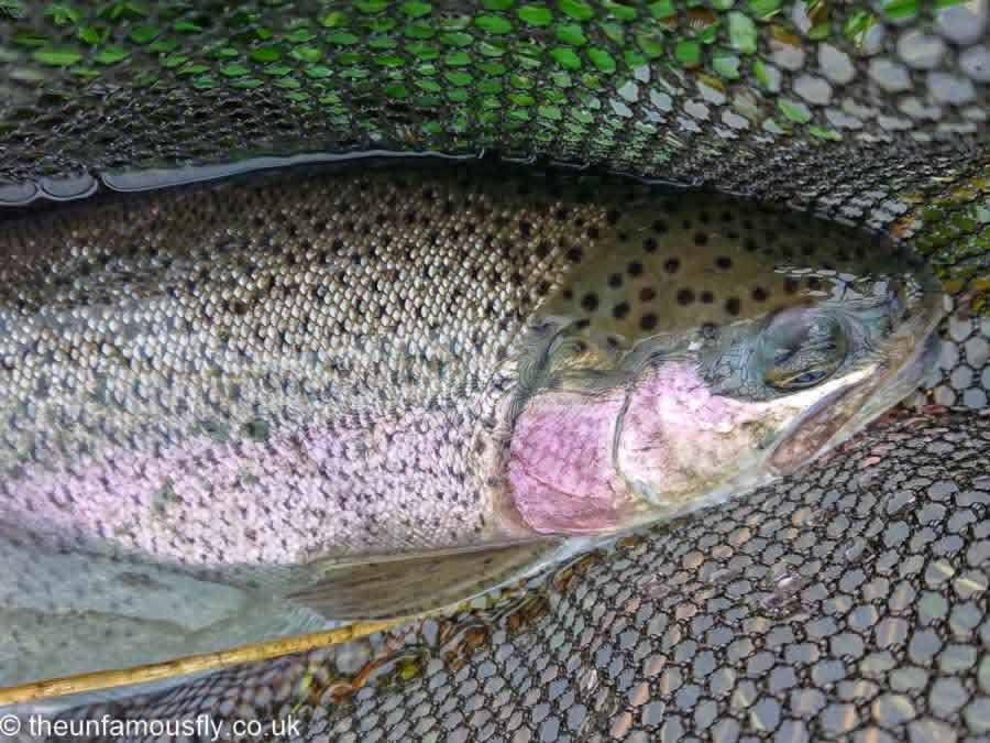 Rainbow on the Nymph at Clybank