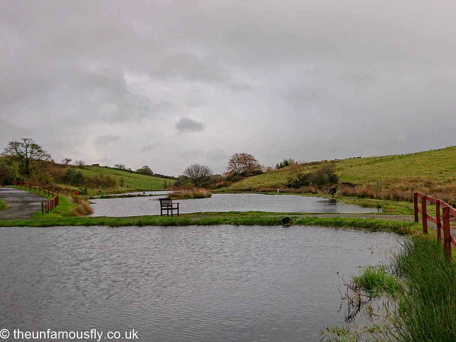 Netting a fish. All the ponds are full now at Cloybank Trout Fishery.
