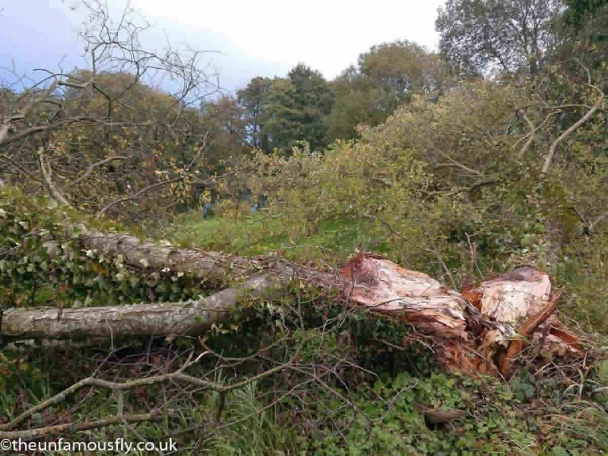 Split tree.