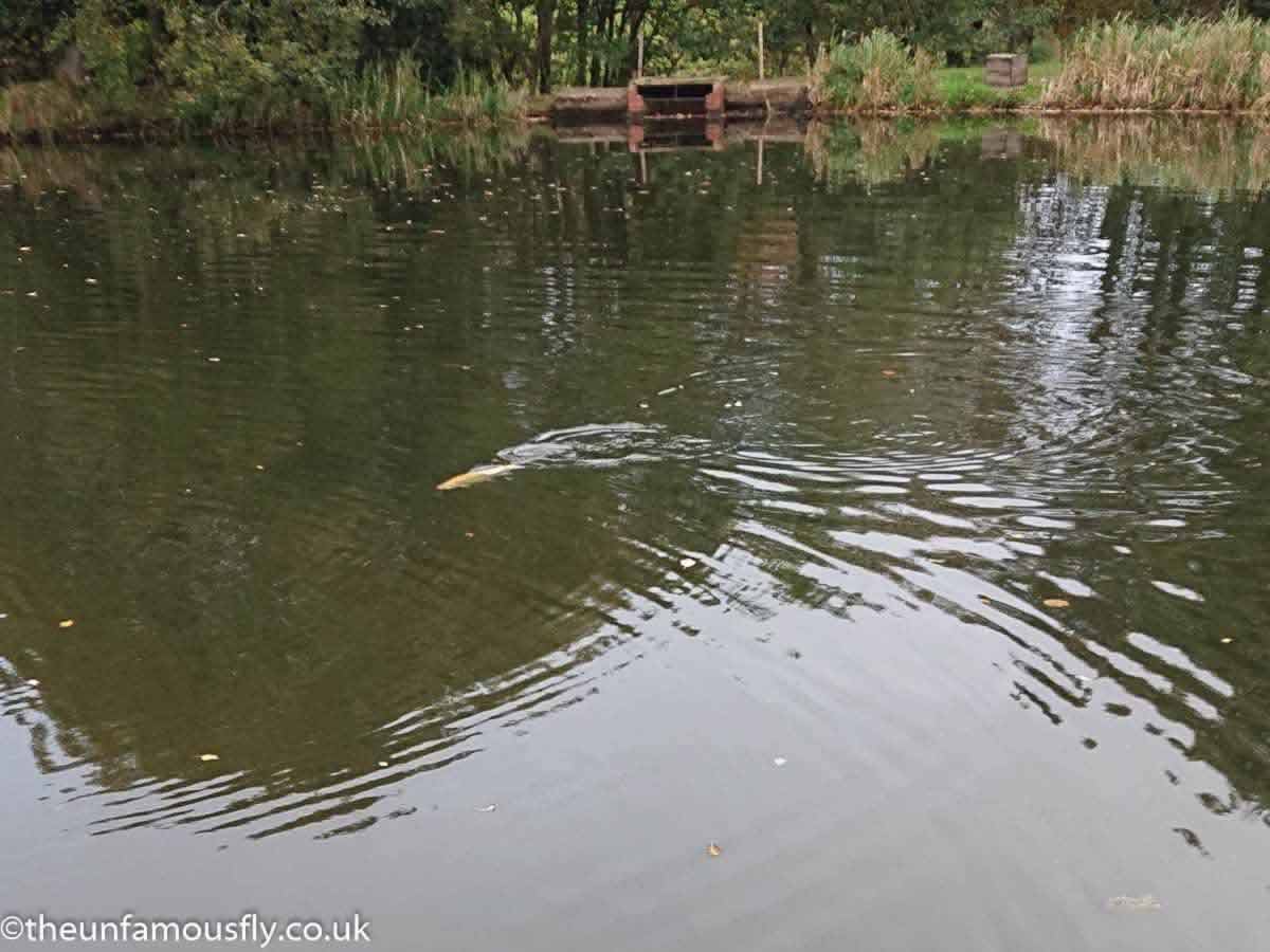 Fighting Gold at Swanswater