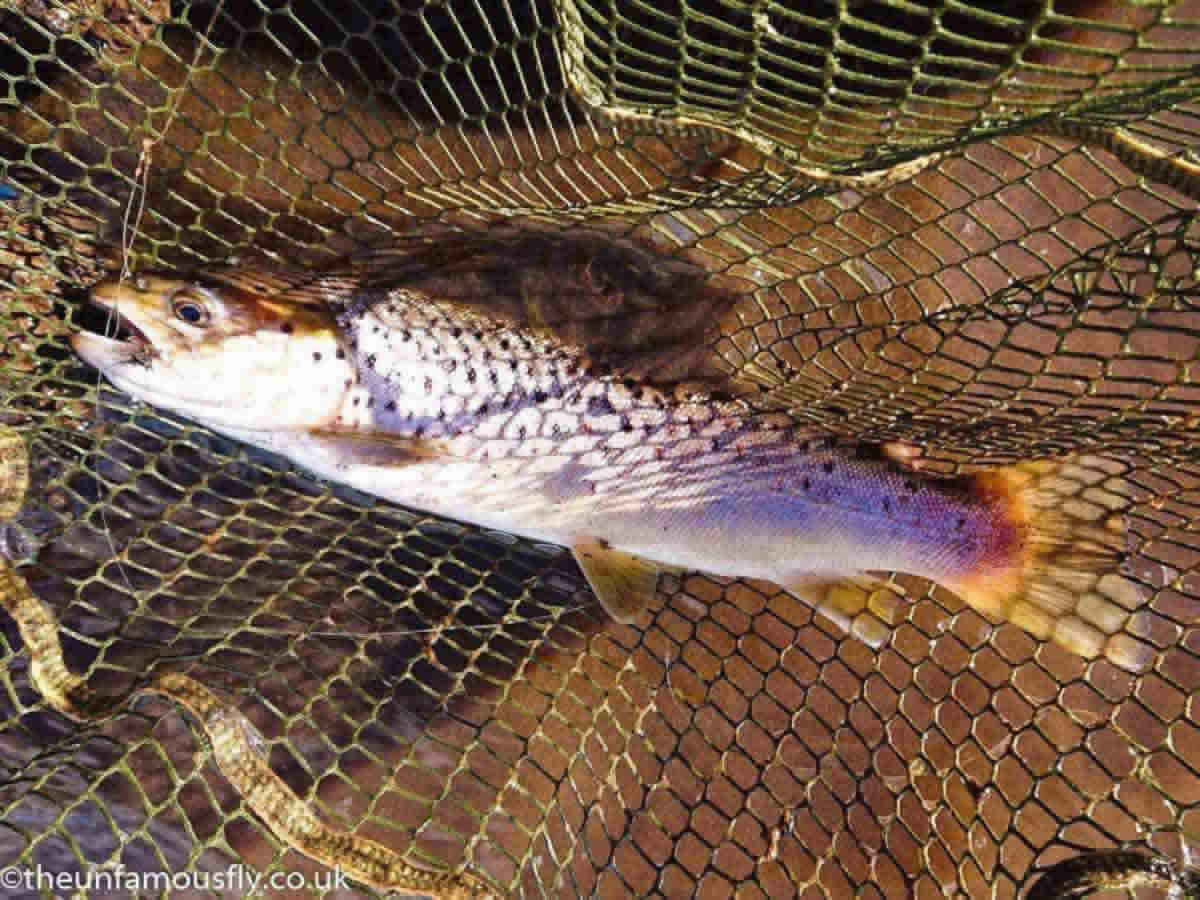 Brown Trout on a Snatcher