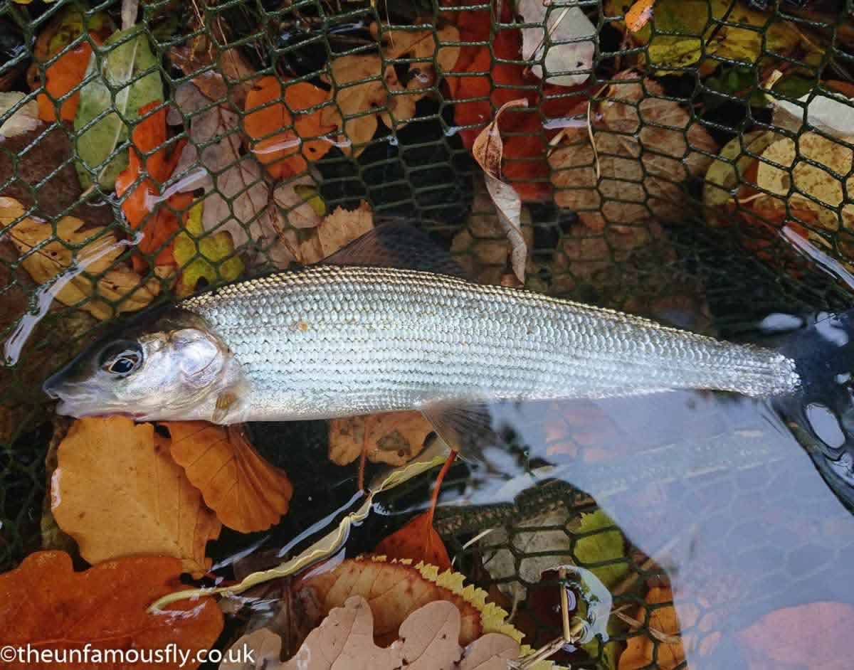 Grayling and leaves