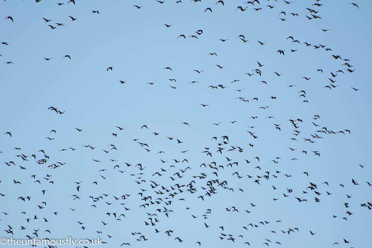 Geese in flight over the fields by the River Clyde
