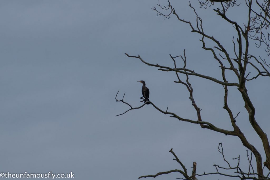 A cormorant