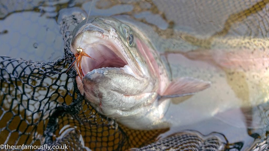 Pearly Daddy in a Lake rainbow