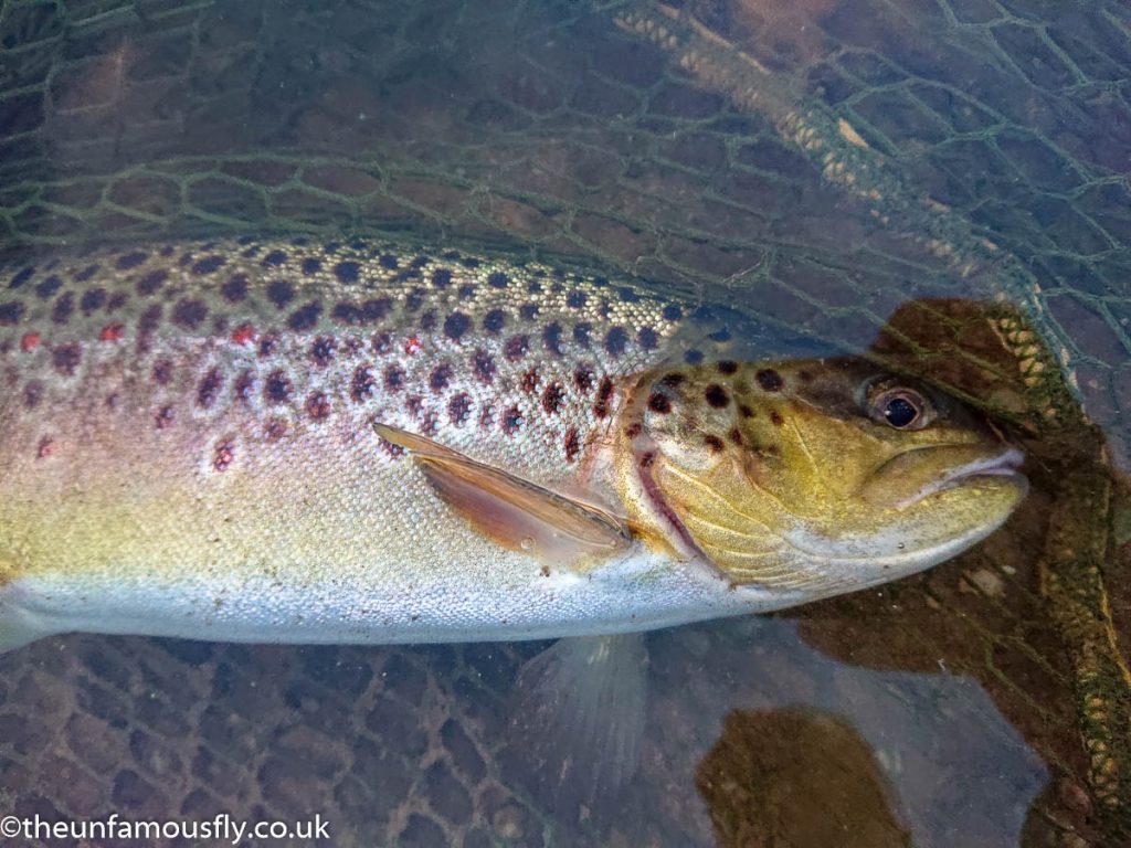 Second brown Trout