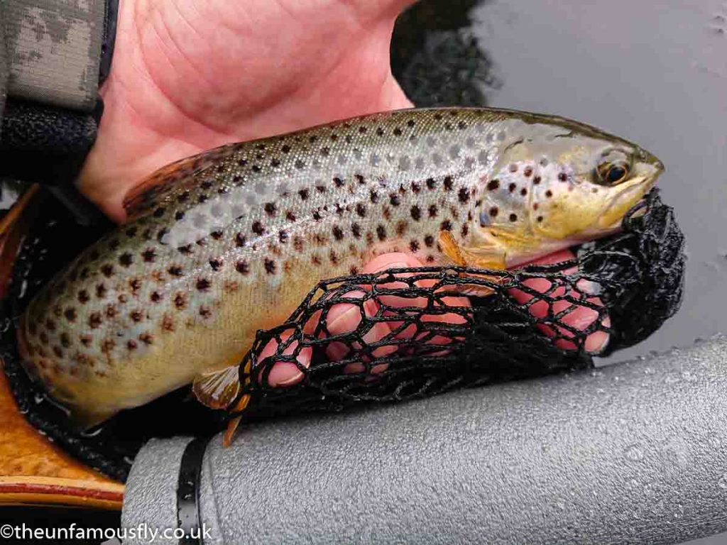 A gorgeous wild Brown from the Carron