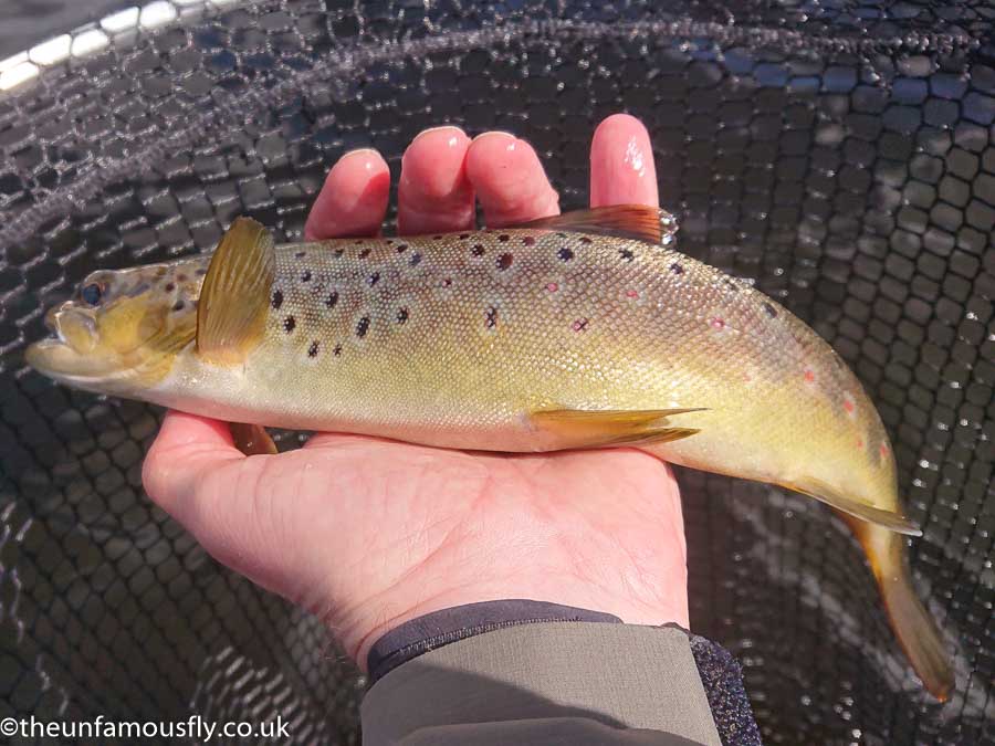 Brown on a dry fly