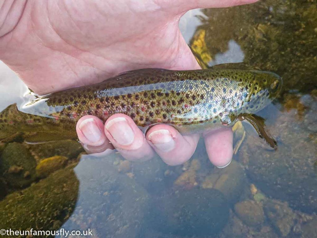 A Devon Brown Trout heading back to the feed