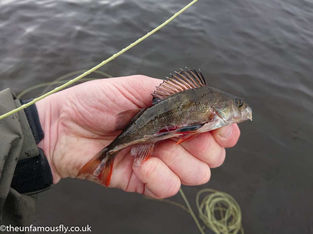 Pike Bait