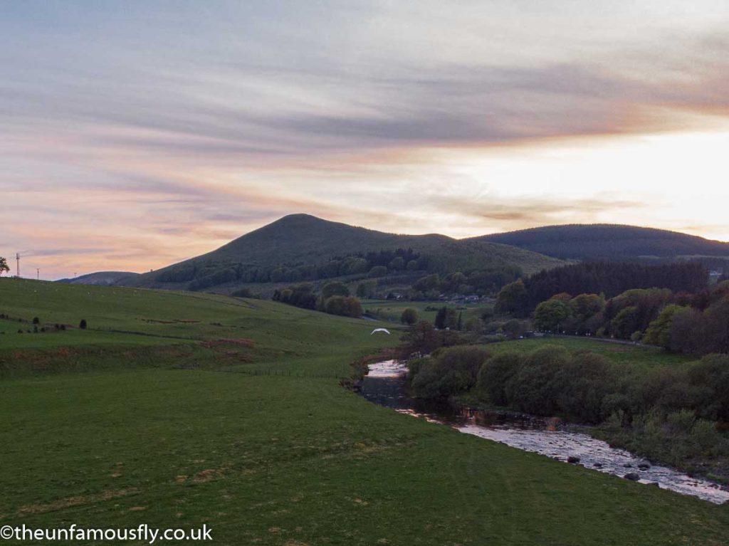 The River Devon near sunset and a swan coming in to land