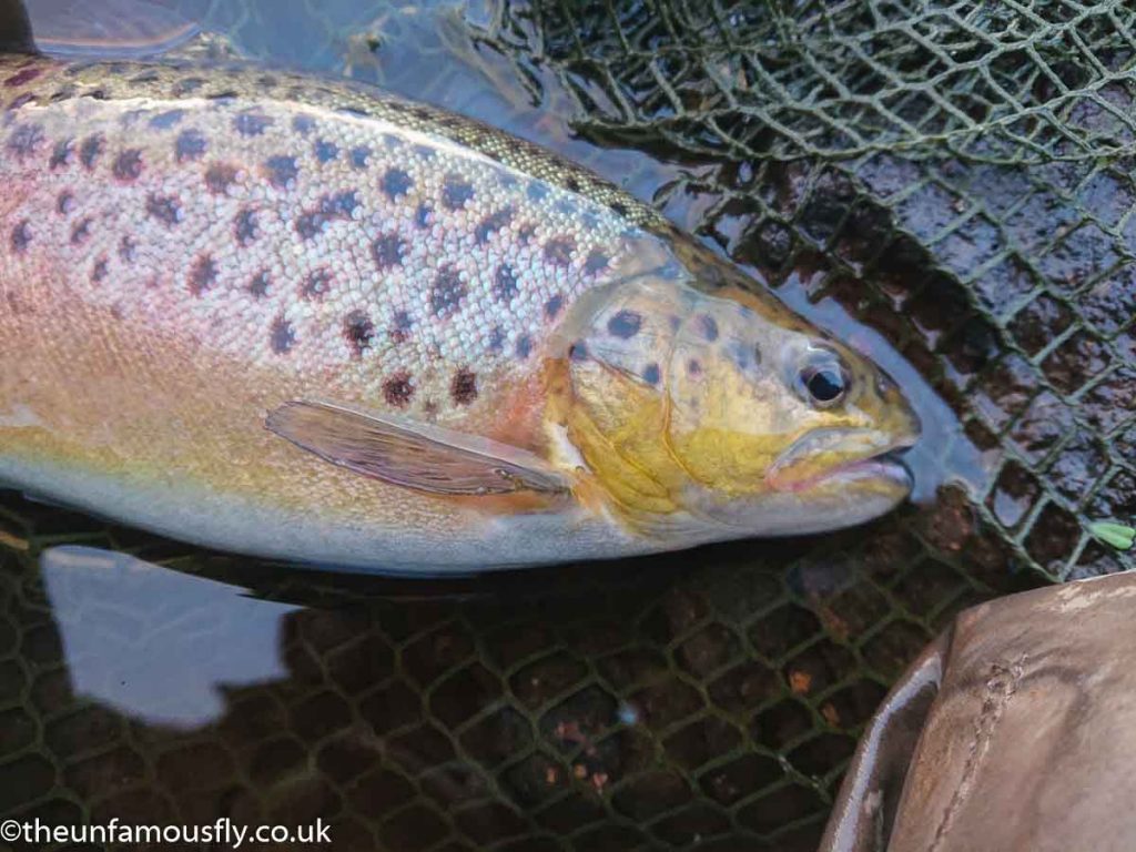 Netted Brownt trout