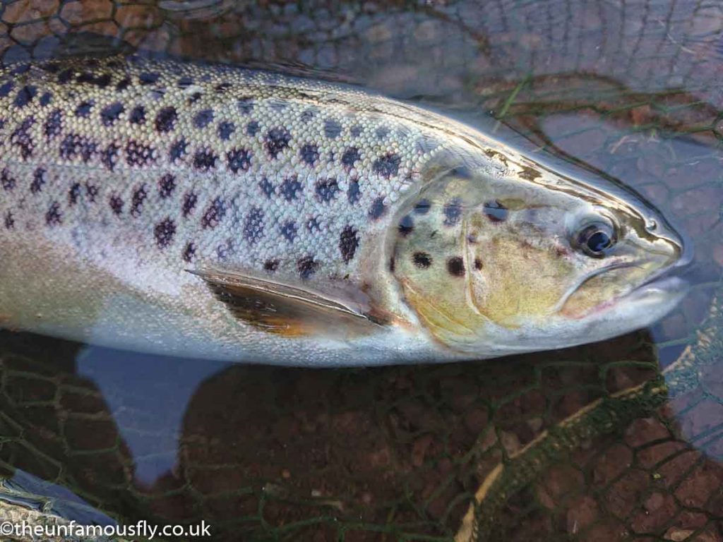 My first fish, just nicked on an LTD Sedge