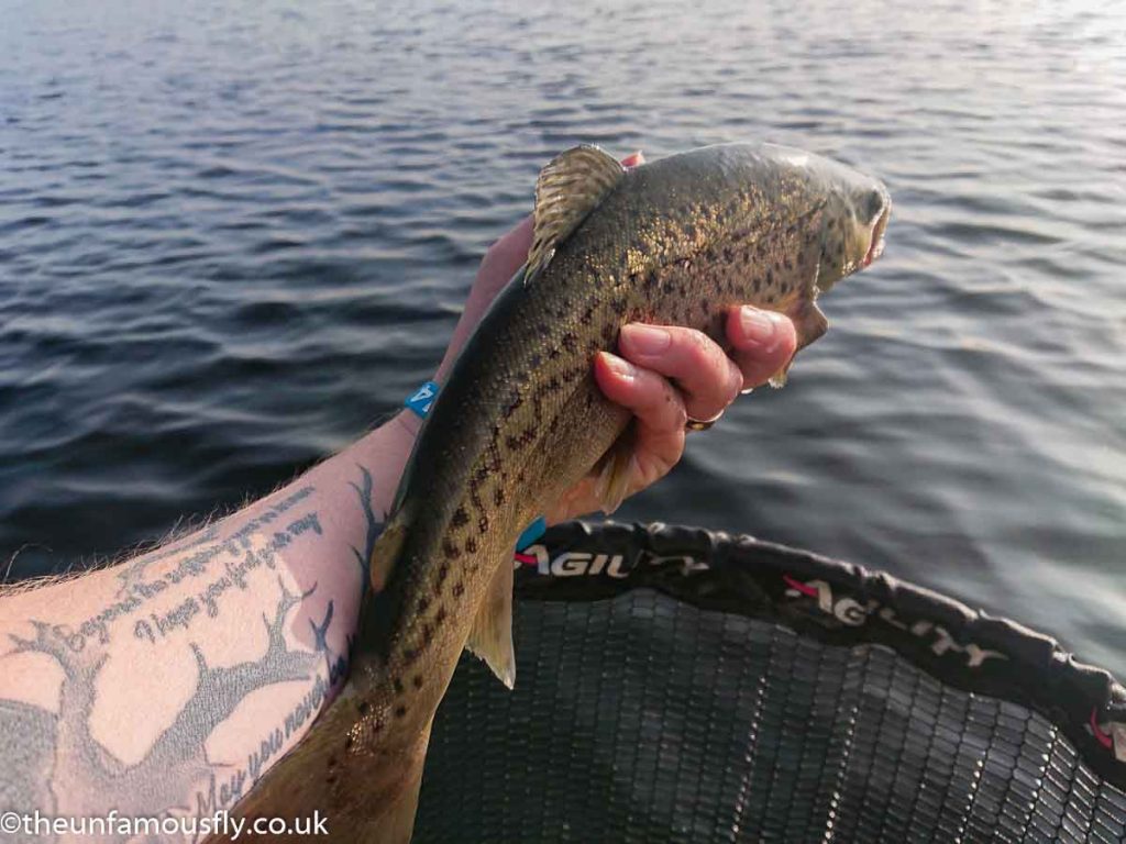 A bigger Brown Trout