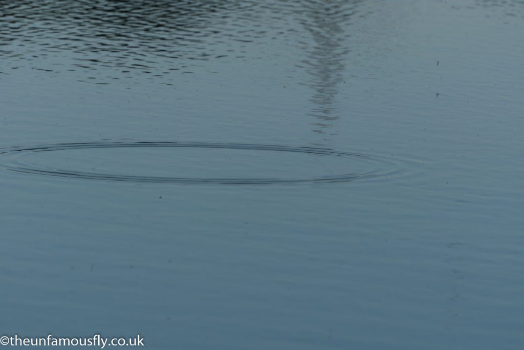  A rise ring- you can see the spent flies on the water
