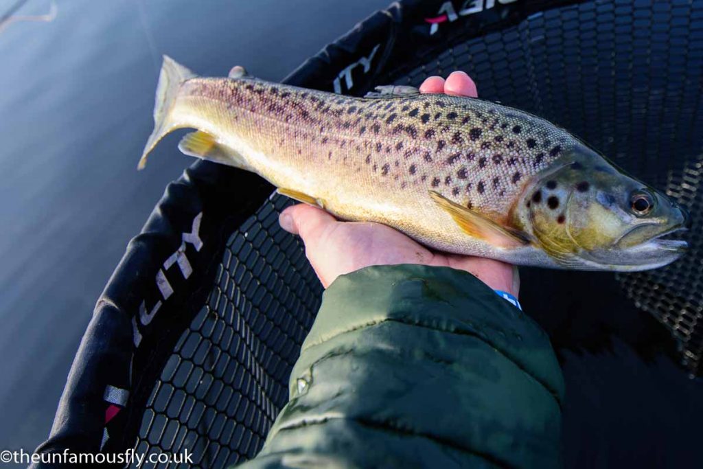 First Brown, with a tag