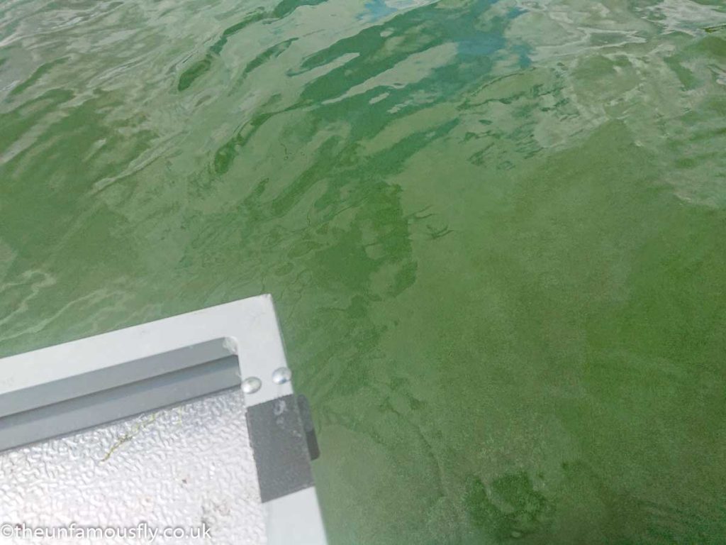 Algae bloom