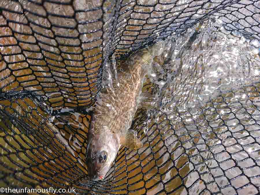 River Earn Grayling