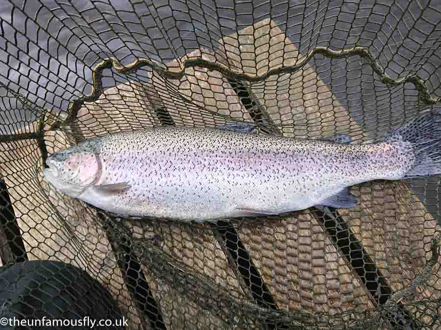 One of the quality fish at Faughlin