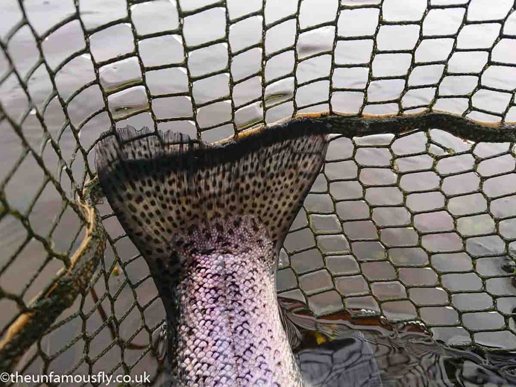 Big Tail