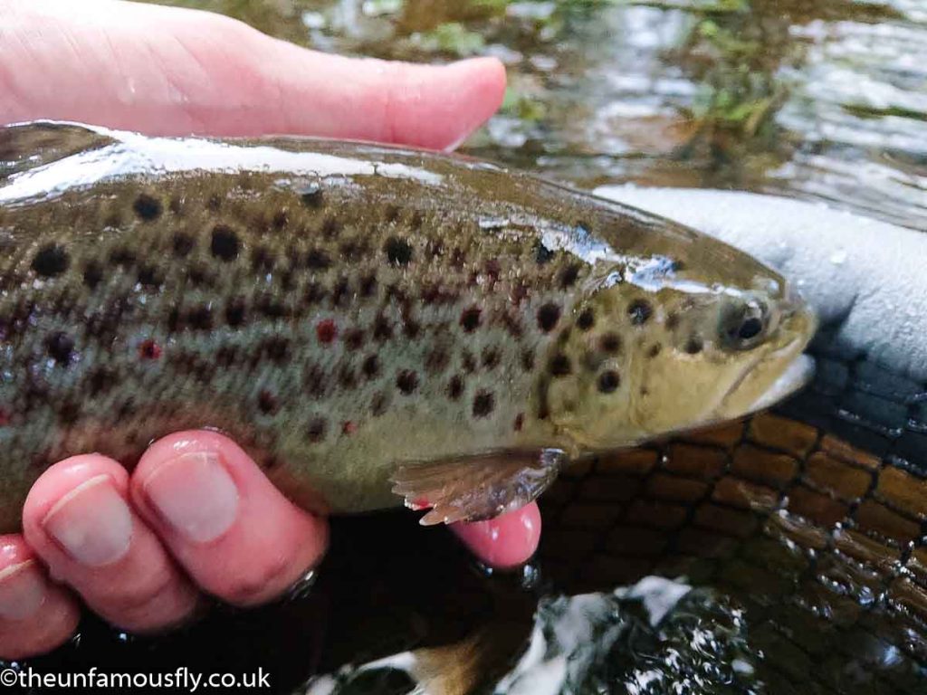 A Brown trout going back on the Carron