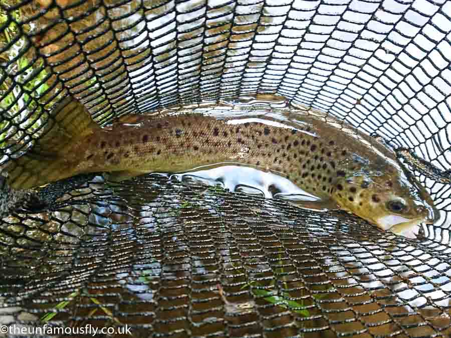 A wild Carron Brown Trout?