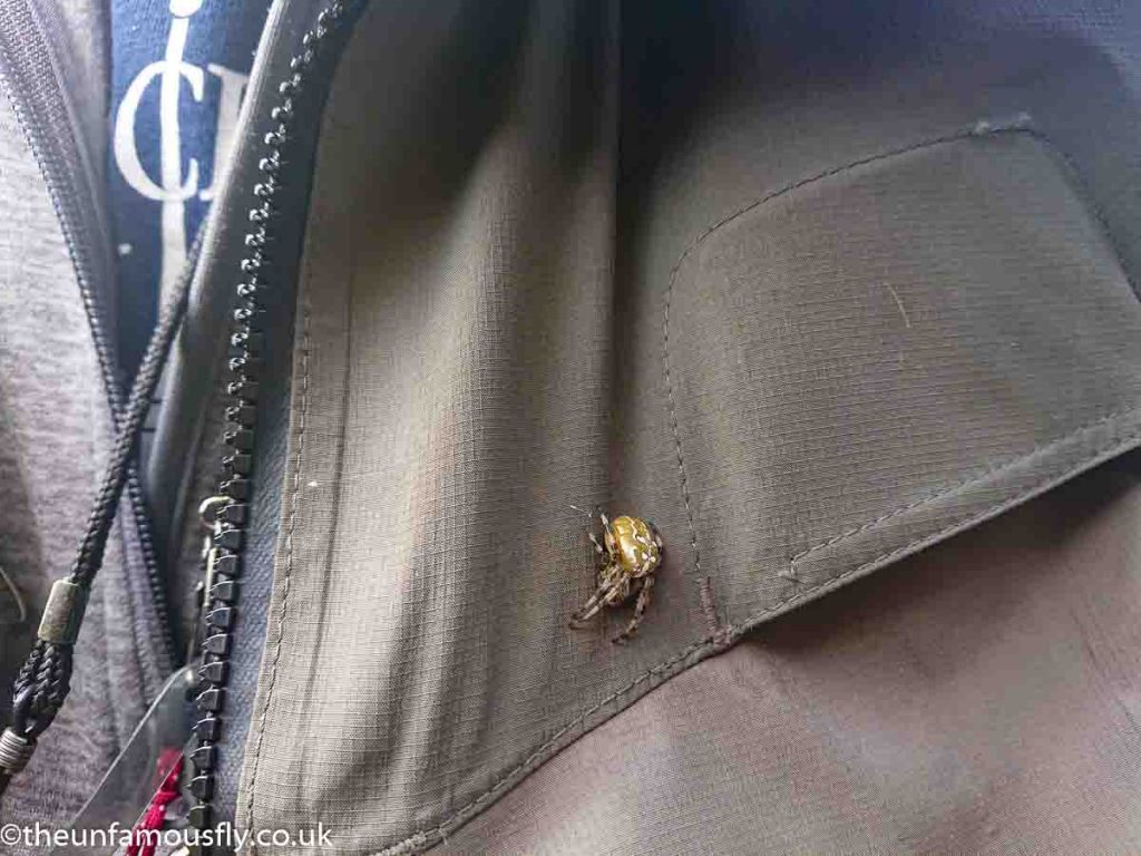 A big spider on my jacket