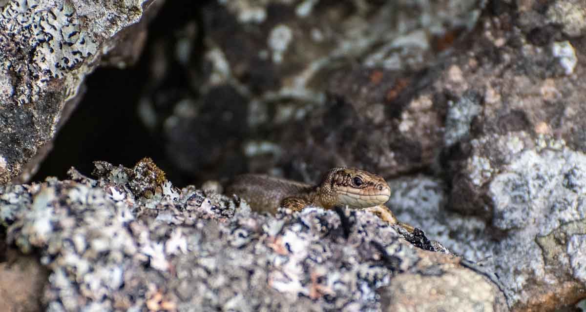 In the Valley of the Lizards